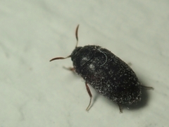 Attagenus schaefferi