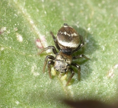 Heliophanus tribulosus