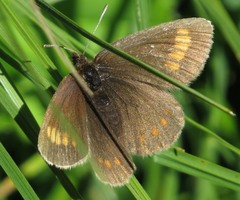 Erebia pharte