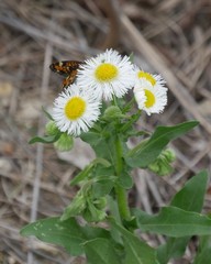 Erigeron bellidiastrum