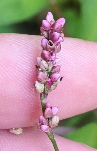 low smartweed