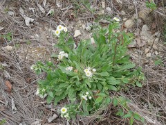 Erigeron bellidiastrum