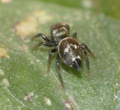 Heliophanus tribulosus