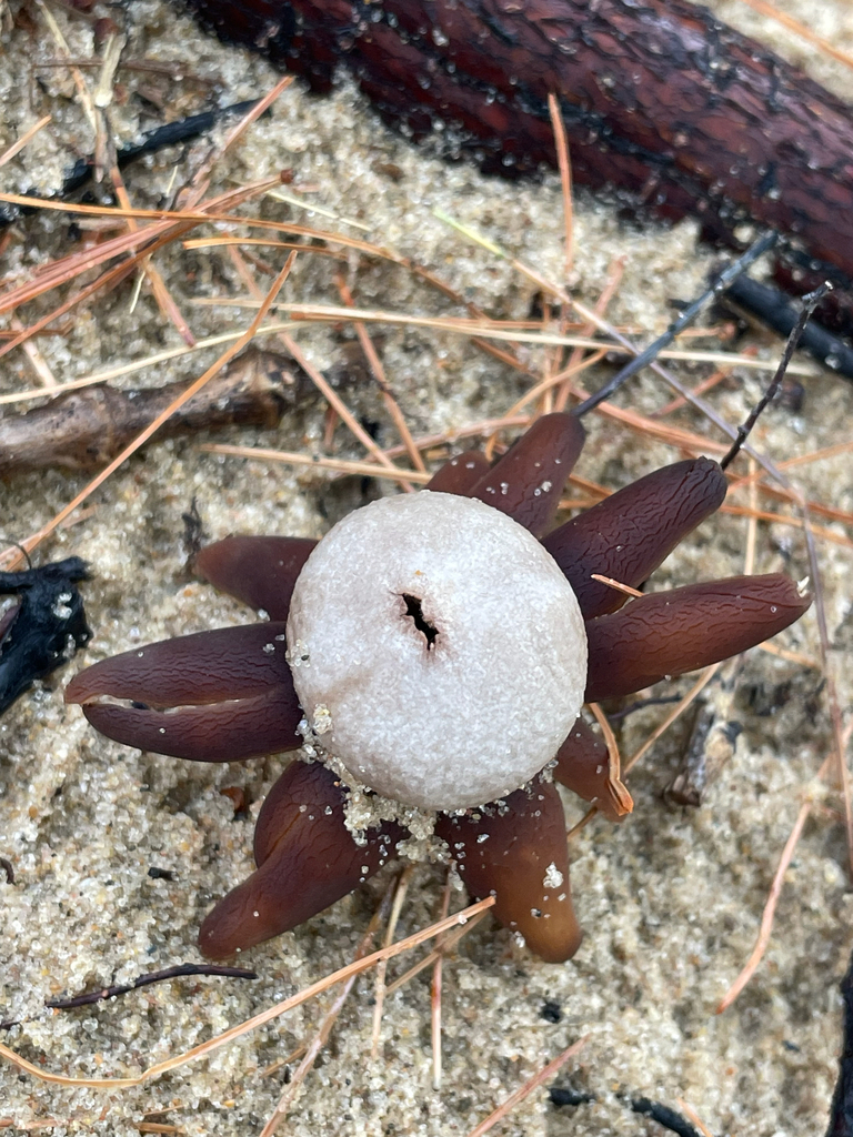 Smith's earthstar · May 2026 · photo: Photo: no rights reserved · iNaturalist