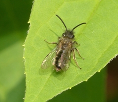 Andrena