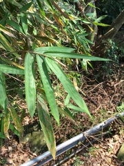 Bambusa pachinensis