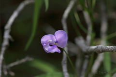 Vigna vexillata angustifolia