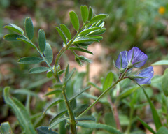 Vicia orientalis
