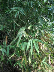 Bambusa pachinensis