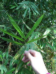 Bambusa pachinensis