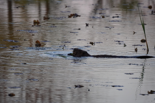 animal observation 2