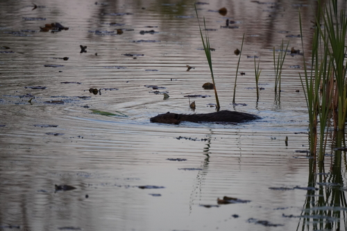 animal observation 3
