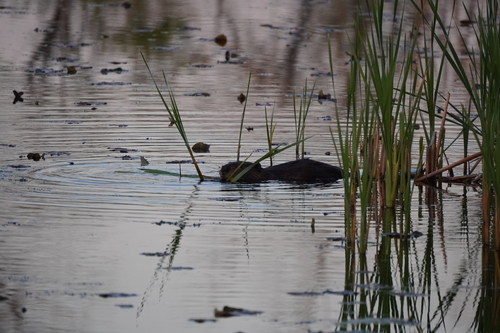 animal observation 5