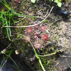 Drosera peltata