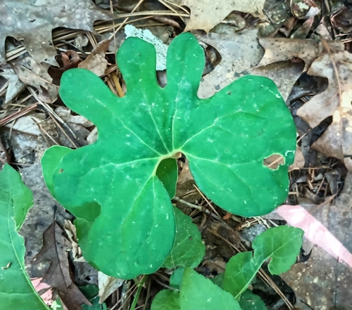 bloodroot