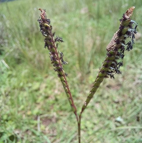 Bahia grass