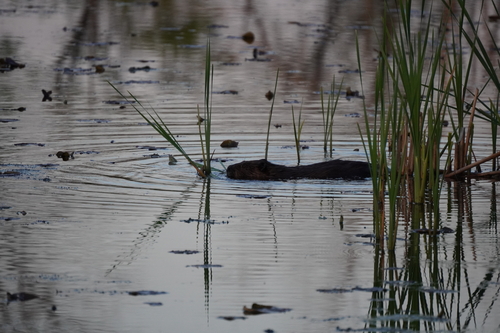 animal observation 7