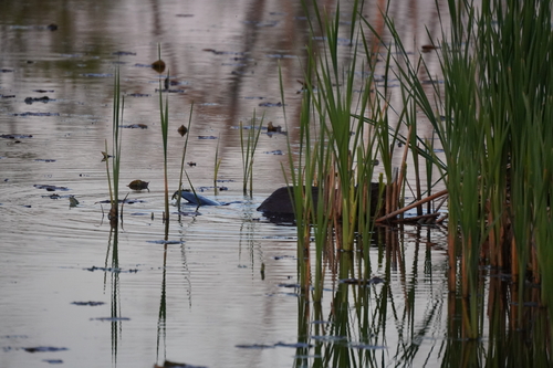 animal observation 9