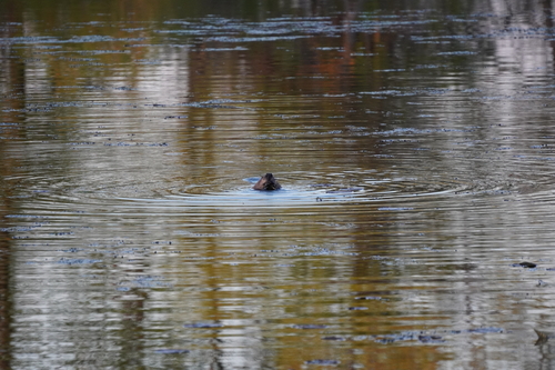 animal observation 10