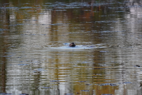 animal observation 15