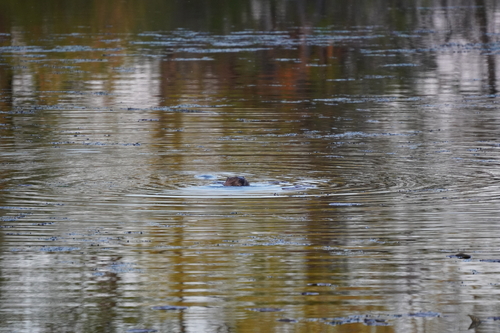 animal observation 16