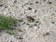 Dipsosaurus dorsalis dorsalis