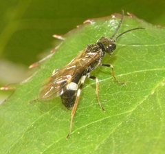 Allantus cinctus