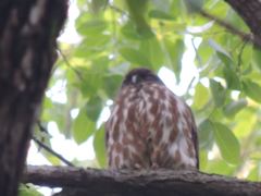 Ninox japonica
