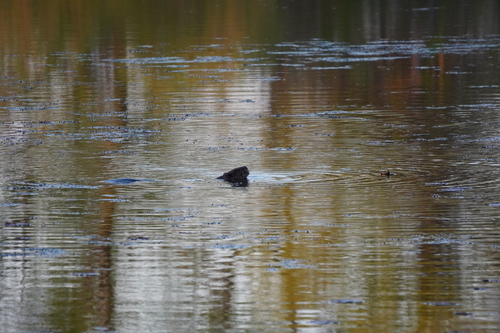 animal observation 17