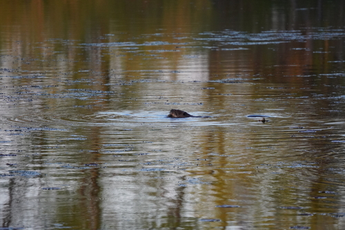 animal observation 18