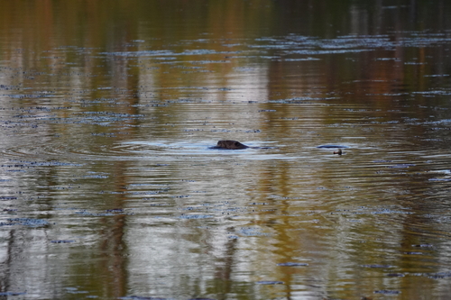 animal observation 12