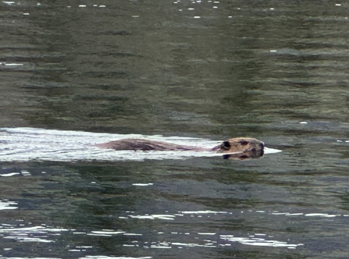 animal observation 2