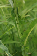 Saussurea amurensis