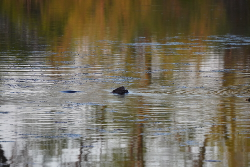 animal observation 11