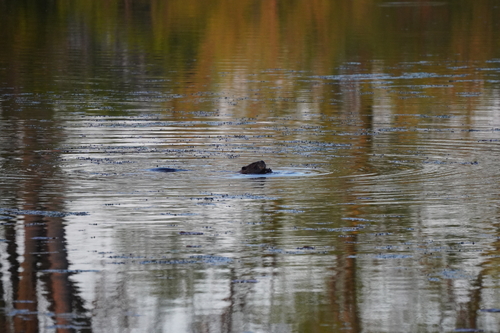 animal observation 19