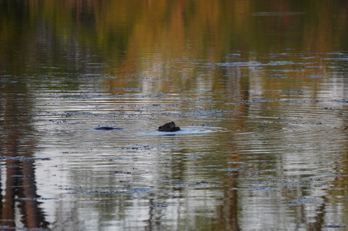 animal observation 20
