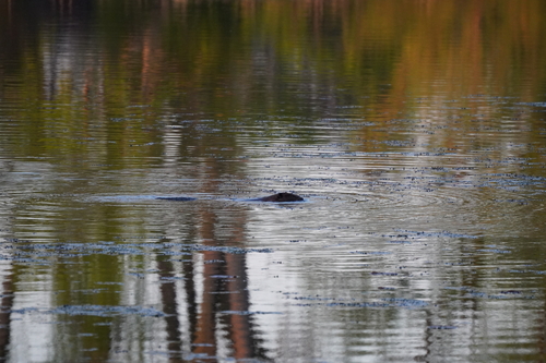 animal observation 13