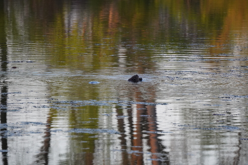 animal observation 14