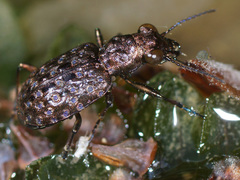 Elaphrus cupreus