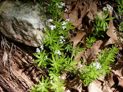 Sweet Woodruff