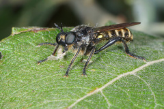 Choerades marginata