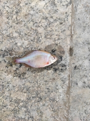 Rhodeus