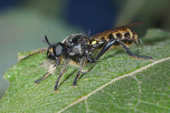 Choerades marginata