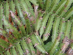 Cyathea glauca