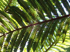 Cyathea glauca