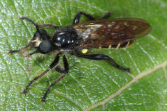 Choerades marginata