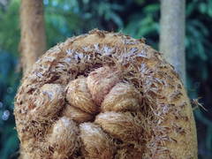 Cyathea glauca