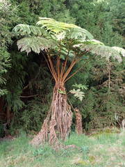 Cyathea glauca