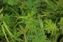 Aconitum macrorhynchum