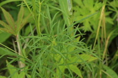 Aconitum macrorhynchum
